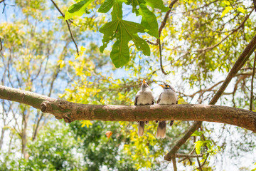 Two chubby birds sitting on a branch