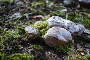Obraz premium forest stump overgrown with green moss, mushrooms and various small plants