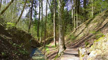Petit ruisseau en forêt