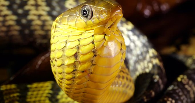 Yellow-bellied Puffing Snake (Spilotes sulphureus) with neck inflated during a threat display directed against predators. In lowland tropical rainforest, Orellana province, Ecuador