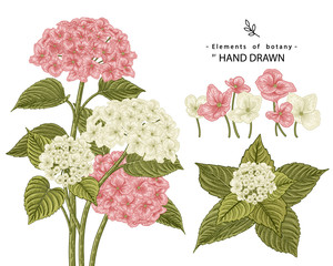 Sketch Floral decorative set. Pink and White Hydrangea flower drawings. Vintage line art isolated on white backgrounds. Hand Drawn Botanical Illustrations. Elements vector.