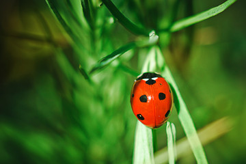 A small insect creeps along a branch on a hot summer day. Insect close-up on a blurred background