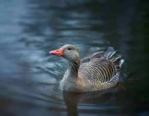Goose