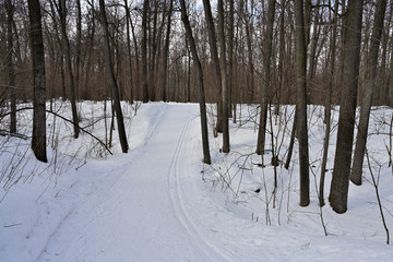  road with ski track in winter forest