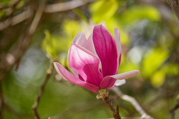 The flowers of magnolia x soulangeana, saucer magnolia background sky