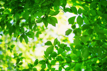 Fototapeta na wymiar New fresh leaves on green spring background