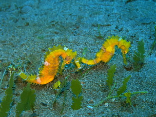 The amazing and mysterious underwater world of Indonesia, North Sulawesi, Manado, sea horse