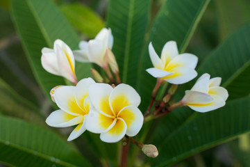 Obraz na płótnie Canvas Araliya flower Plumeria white-yellow flowers on a background of green leaves