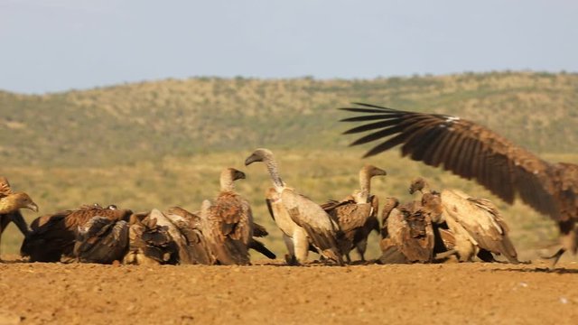 Vulture Interaction