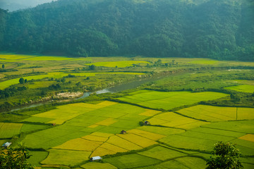 paddy fields in khasi and jaintia Hills of Meghalaya