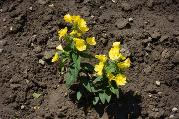 Flowers of yellow evening primrose in June