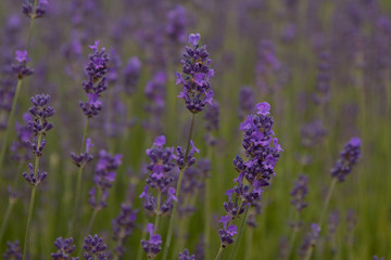 Obraz premium Lavender in a Park in Copenhagen