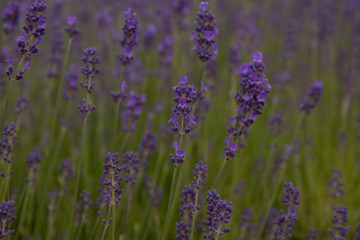 Lavender in a Park in Copenhagen