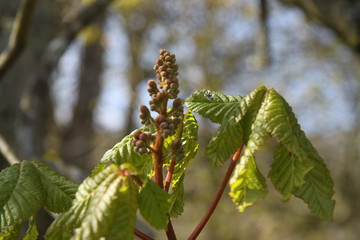 Horse chestnut spring leaves bud blooming