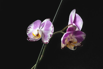 Beautiful orchid flower on black background. 