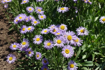 Bee pollinating violet flowers of Erigeron speciosus in June