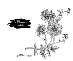 Sketch Floral decorative set. Dahlia flower drawings. Black and white with line art isolated on white backgrounds. Hand Drawn Botanical Illustrations. Elements vector.