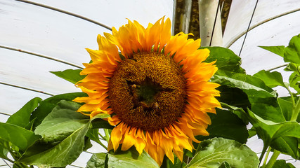 A sunflower blooming beautifully during the morning in a farm 