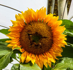 A cropped photo of yellow sunflower blooming beautifully during the morning in a farm