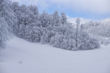 Snowy trees on mountain