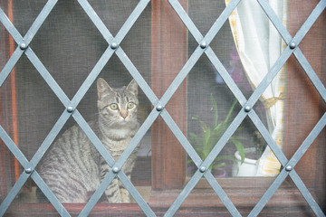 Gatto che si affaccia dalla finestra con rete ed  infissi metallici