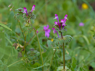 Beautiful tiny pink-purple florets