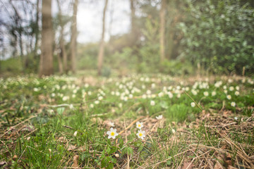 carpet of white flowers in the woods at spring sunbeams on the horizon