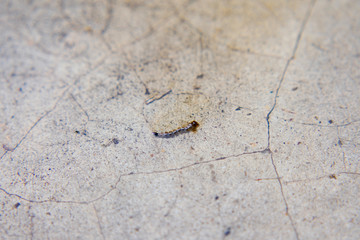 Mosquito Larvae Wrigglers