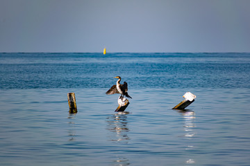 Large cormorants sit on metal snags in the middle of the black sea. Medium sized bird species rest...
