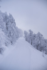 Snowy trees on mountain