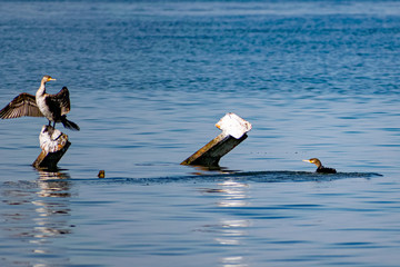 Large cormorants sit on metal snags in the middle of the black sea. Medium sized bird species rest and dry their wings and feathers in the sun