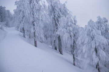 Snowy trees on mountain