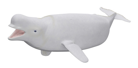 Beluga Wal weiblich, Freisteller