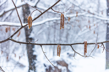 alder catkins on tree branch in forest in snowfall
