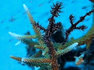 The amazing and mysterious underwater world of Indonesia, North Sulawesi, Manado, sea horse