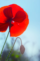 Red flower against the sky. Bouquet of fresh red poppies morning. 