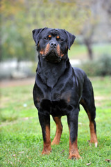 Obraz premium Rottweiler purebred dog in the park