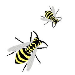 Yellow-black wasp. Insect. Vector illustration, flat design.