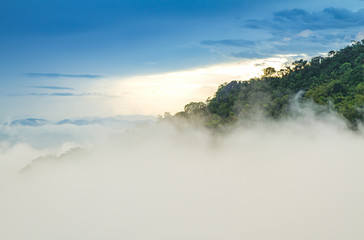 Pine forest on the mountain after raining with the fog.Doi Pha Mee Chiang Rai Thailand