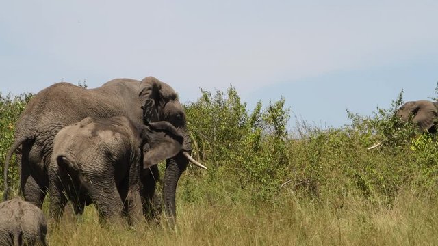 Young female  African elephant reacts after mating with a large bull in the Maasai Mara Reserve in Kenya.