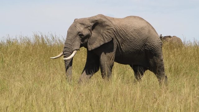 Large bull elephant with long tusks walks through the grasslands of the Maasai Mara Reserve in Kenya during the great migration.