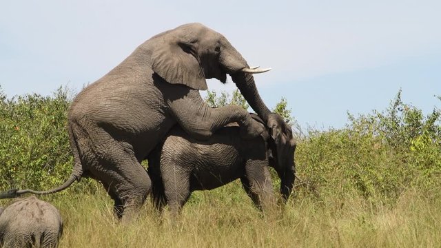Large male  African elephant mating with a young female in the Maasai Mara Reserve in Kenya.
