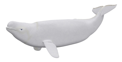 Beluga Wal männlich, Freisteller