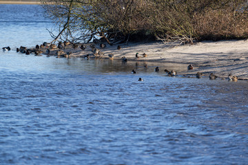 Verschiedene Enten am Rand eines Sees