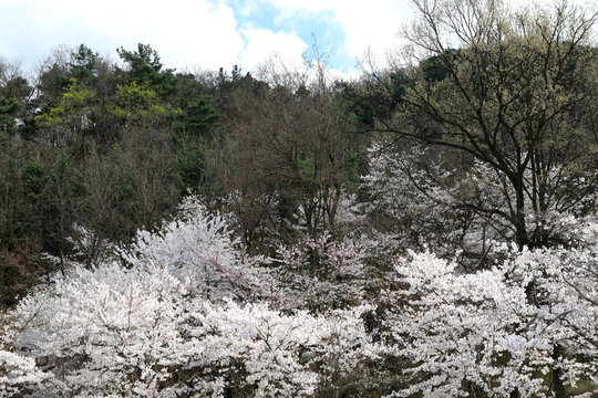 산에 벚꽂이 핀 아름다운 봄풍경