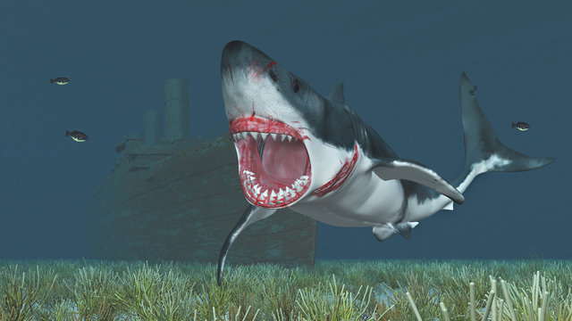 Weißer Hai und Schiffswrack