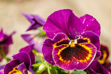  Heartsease (Viola tricolor) fine flowers against a greenish background 