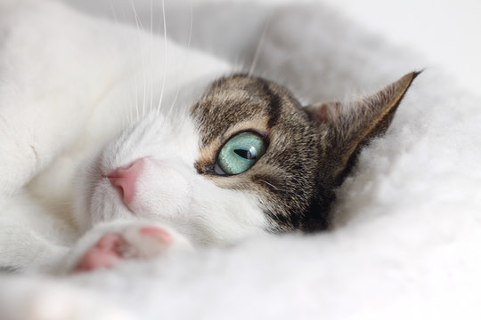 Close up of tabby cat sleeping in his bed - Powered by Adobe