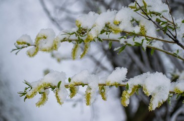 Willow twigs with buds covered by snow. Snowy spring