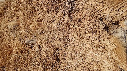 Background brown coconut fiber slice palm tree